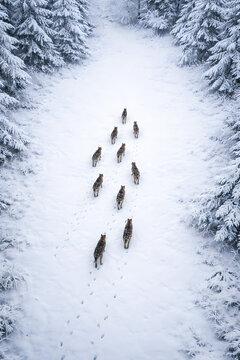 Pack of wolves walking through snow in pine forest, high angle view, leadership and teamwork concept