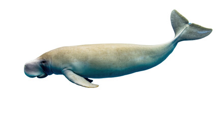 Graceful dugong or sea cow swimming peacefully, a gentle marine mammal of tropical waters © Rowan