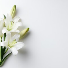 Obraz premium Flat lay composition with beautiful blooming lily flowers on white background, soft natural light, minimal style, clean composition, commercial stock photo