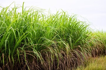 Fototapeta premium Sugar cane stalks with sugar cane plantation. Sugarcane planted to produce sugar. Food industry. Sugar cane fields, culture tropical planetary. Sugarcane plant sent from the farm to the sugar factory.