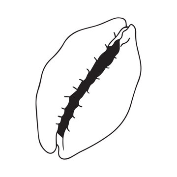 Vector isolated one single simplest cypraea sea snail shell cowries marine gastropod mollusk colorless black and white contour line easy drawing
