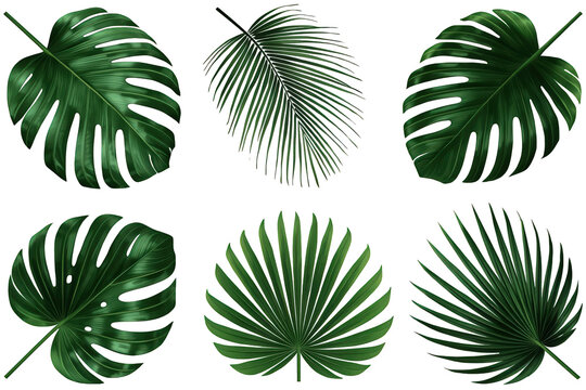 Monstera and palm tropical leaves on transparent background creating exotic foliage concept