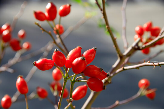 Hagebutte oder Hundsrose (Rosa canina) rote Fr&uuml;chte am Ast 