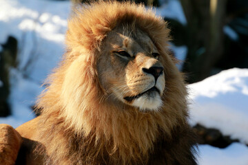 Löwe (Panthera leo) Portrait © Aggi Schmid