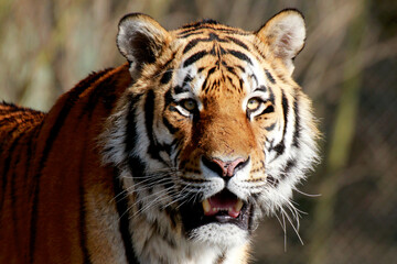 Fototapeta premium Tiger (Panthera tigris) Portrait von vorne 