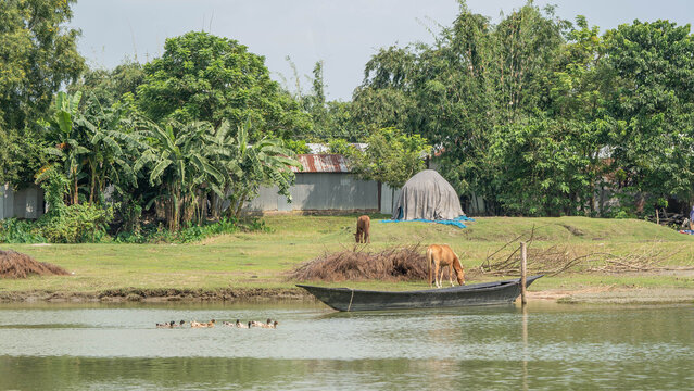 Rural bangladesh river scene presenting cows grazing on a verdant bank next to a traditional wooden boat, while ducks swim in the foreground and a village with lush trees defines the background