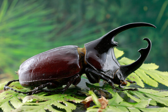 Herkulesk&auml;fer (Dynastes hercules) auf gr&uuml;nem Blatt
