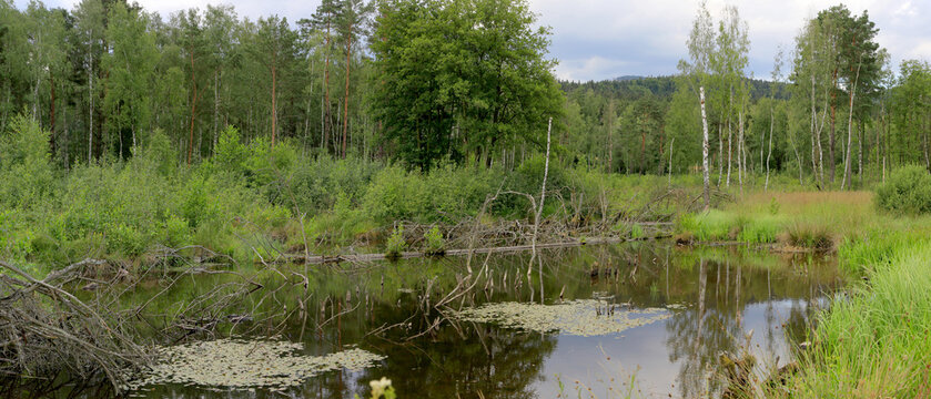 Kleiner Waldteich im Fr&uuml;hling, Bayern, Deutschland, Panorama 
