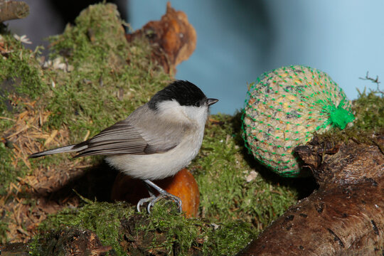 Weidenmeise oder M&ouml;nchsmeise (Poecile montanus) am Meisenkn&ouml;del im Garten 