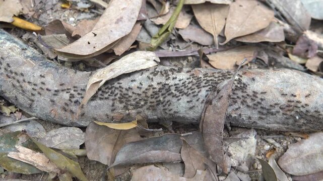 A column of Hospitalitermes termites moves through forest litter. Malacca rainforest.
