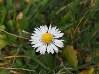 Simplicity of Nature: Common Daisy (Bellis perennis) in Green Grass © Tomas_Martinek