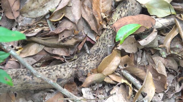 A column of Hospitalitermes termites moves through forest litter. Malacca rainforest. Sounds of tropical jungle cicadas ringing