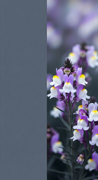Close up of purple and white linaria flowers arranged on right side with large copy space on grey background