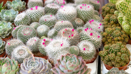 Fototapeta premium Collection of small cactus and succulent plants in pots with pink flowers. Decorative houseplants for home gardening, botanical collection, desert plant care and indoor greenery concept.