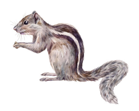 Watercolor illustration of Indian palm squirrel (Funambulus palmarum). The rodent is sitting and holding a food. Hand-painted forest animal on white background.