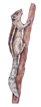 Watercolor illustration of Indian palm squirrel (Funambulus palmarum). The rodent is sitting on a branch. Hand-painted forest animal on white background.
