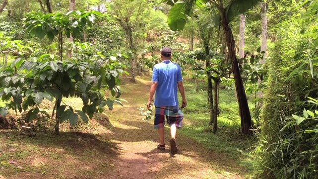 A person walking through a coffee plantation.
The scene shows a plantation environment, which is highly consistent with coffee cultivation in Indonesia.