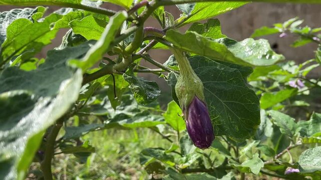 A young purple eggplant Solanum melongena fruit hangs on a green branch and sways gently in the breeze within a garden.