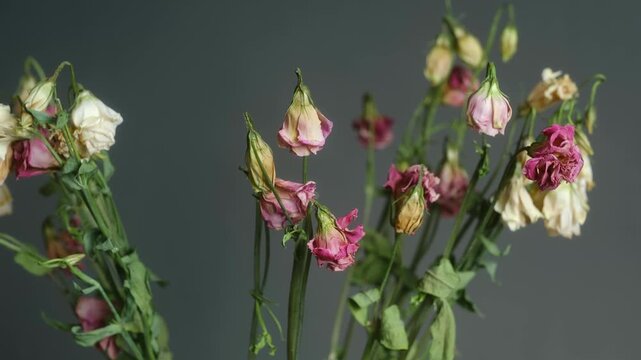 Wilting bouquet of pink and white eustoma flowers drying and dying over time, a powerful and symbolic representation of the fleeting nature of life, beauty, decay, and the passage of time