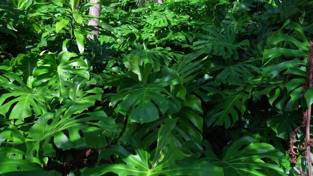 Smooth movement through dense monstera leaves and tropical vegetation in lush forest environment in Yakushima Japan