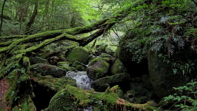 Flowing stream surrounded by moss covered rocks and fallen tree branches in dense forest in Yakushima Japan