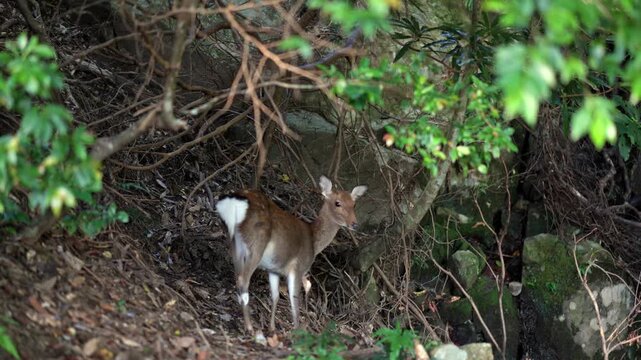 Yakushima deer a subspecies of sika deer standing alert among dense forest vegetation in Yakushima Japan natural habitat