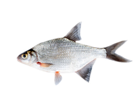 silver bream (Blicca bjoerkna) from Pasha river, tributary of Svir river, Ladoga Lake, isolated on a white background