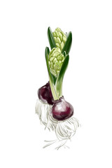 Detailed digital illustration of hyacinth bulbs with roots and green leaves, realistic sketchy watercolor style, graphic element without background. © Alex