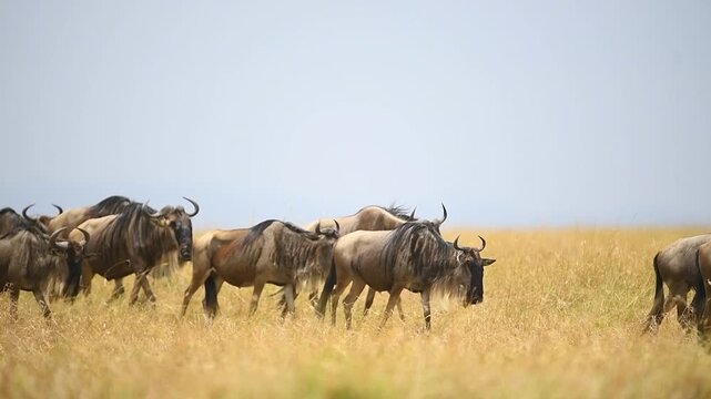 Group of Wildebeest walking in the Serengeti during the great migration.