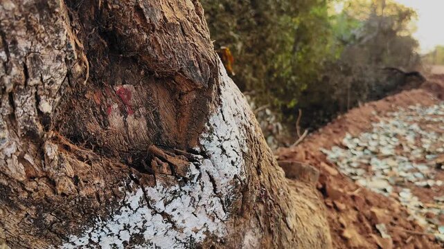 Close-up of a roadside tree trunk with identification marking and painted survey mark, documenting pre-construction tree inventory and clearance planning for rural road widening and infrastructure