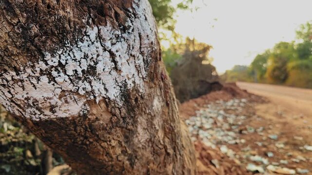 Close-up of a roadside tree trunk marked for cutting with white paint, highlighting pre-construction surveying and land clearance activity for rural road widening and infrastructure development.