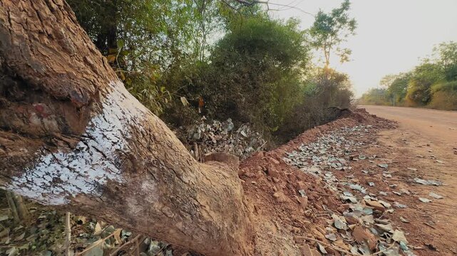 Orbiting shot of a roadside tree marked with white paint, showing pre-construction surveying and planned land clearance for road widening and rural infrastructure development.