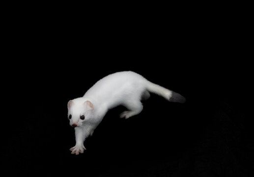 European stoat (Mustela erminea) in white winter fur (miniver), only tail with black tip. Ermine's various movements (poses) isolated on black background. Dexterous giant-killer ruthless to rodents