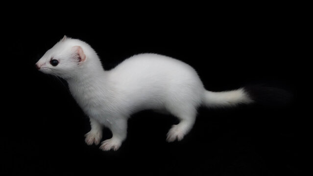 European stoat (Mustela erminea) in white winter fur (miniver), only tail with black tip. Ermine's various movements (poses) isolated on black background. Dexterous giant-killer ruthless to rodents