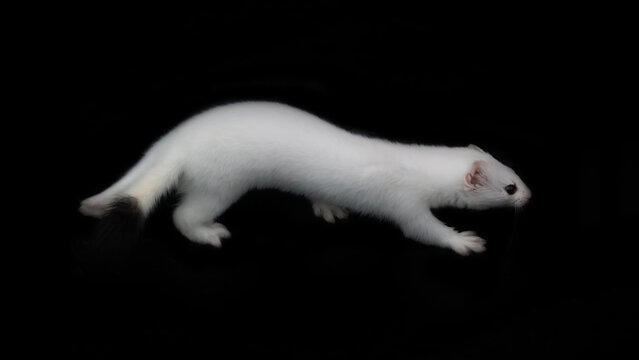 European stoat (Mustela erminea) in white winter fur (miniver), only tail with black tip. Ermine's various movements (poses) isolated on black background. Dexterous giant-killer ruthless to rodents