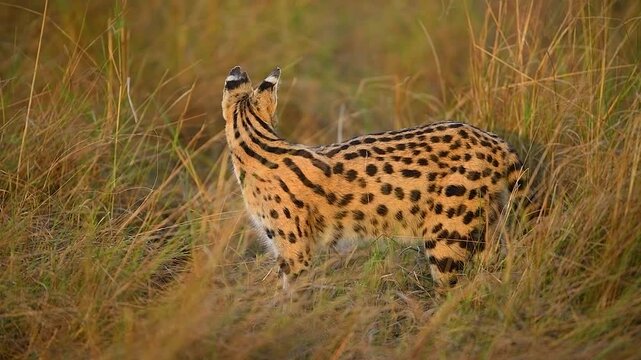 Close up of a beautiful serval cat in the African Savannah.