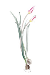 Fototapeta premium Detailed digital illustration of pink tulip with roots and green leaves, realistic sketchy watercolor style, graphic element without background.