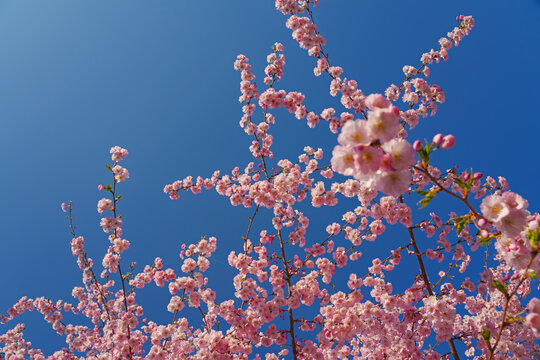 Spring banner, branches of blossoming cherry against background of blue sky and butterflies on nature outdoors. Pink sakura flowers, dreamy romantic image spring