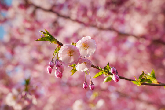 Spring banner, branches of blossoming cherry against background of blue sky and butterflies on nature outdoors. Pink sakura flowers, dreamy romantic image spring