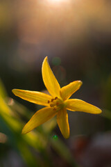 Fototapeta premium gelbe Blume