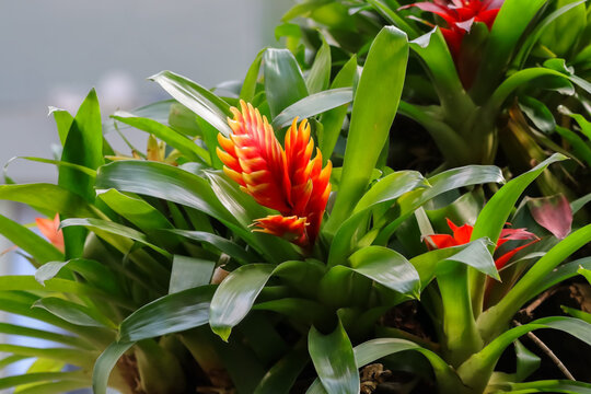 The flaming sword plant, also known as a vriesea, is a beautiful tropical houseplant that is known for its striking appearance, long-lasting red flowers and easy care. Empty space for text.