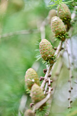 Obraz premium Close-up of larix decidua cones on branch with soft green background
