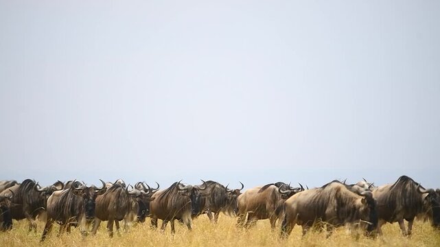 Wildebeest walking during the great migration in the Maasai Mara. 