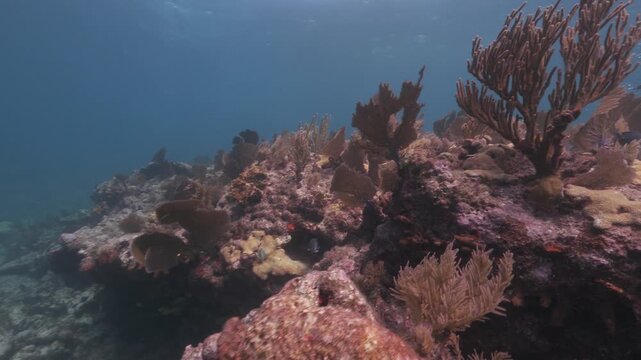 Exploring a colorful coral reef underwater