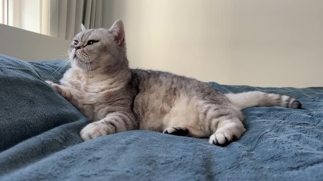 cat, british shorthair, domestic cat, pet, feline, cute cat, gray cat, fluffy cat, cat lying, resting cat, sleepy cat, relaxed cat, cozy home, indoor cat, home interior, pet at home, soft blanket, com