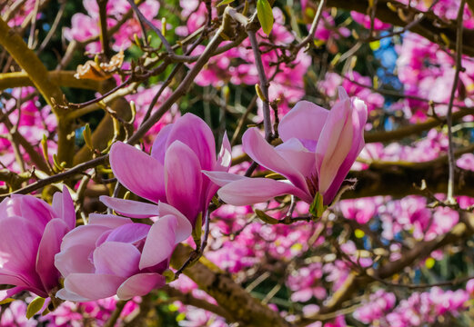Pinke Magnolienbl&uuml;te