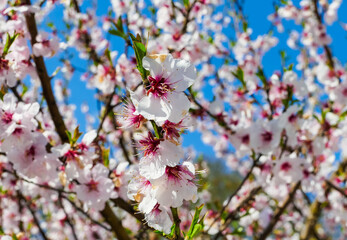 Obraz premium Mandelblüte vor blauem Himmel