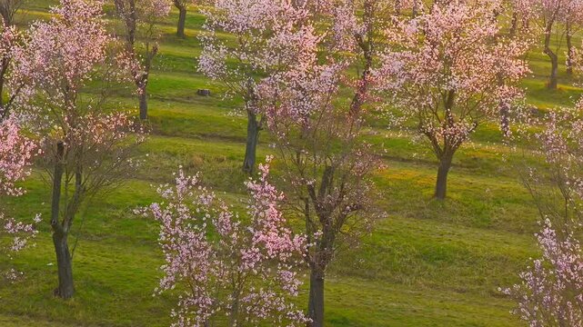 Cinematic orbital drone shot spiraling upward around a blooming almond tree in spring. Smooth corkscrew motion reveals orchard patterns, soft light and a peaceful landscape, spring nature.