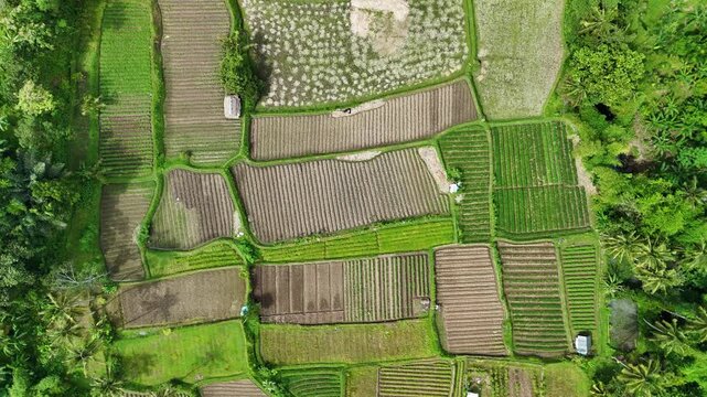 Top Down Aerial View of Patterned Agricultural Fields and Rice Paddies in Lombok, Indonesia