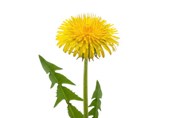 Fototapeta premium Bright yellow dandelion with green stem and leaves in a natural pose isolated on transparent background, png